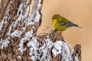 Pine Warbler in snow