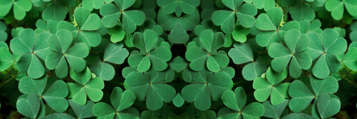 Green background with three-leaved shamrocks, Lucky Irish Four Leaf Clover in the Field for St. Patricks Day holiday symbol. with three-leaved shamrocks, St. Patrick's day holiday symbol, earth day. - obrazy, fototapety, plakaty