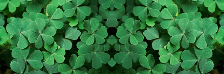 Foto op Plexiglas Green background with three-leaved shamrocks, Lucky Irish Four Leaf Clover in the Field for St. Patricks Day holiday symbol. with three-leaved shamrocks, St. Patrick's day holiday symbol, earth day. © suriyapong