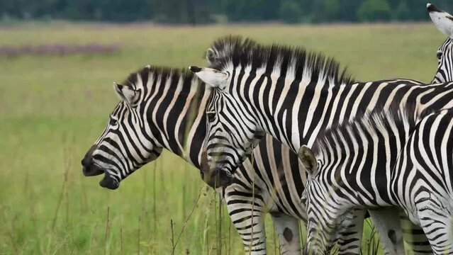 A 4k Vid of Zebra loving and caressing each other and rubbing on their manes as to show affection, taken during a safari game drive in South Africa