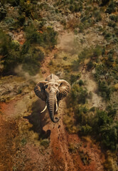 Fototapeta na wymiar Un éléphant dans la savane africaine., vue de drone, image avec espace pour texte.
