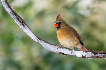 cardinal on a branch