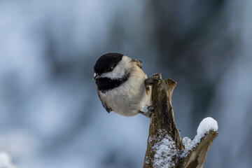 Chickadee 