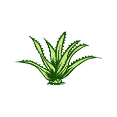 The illustration features a vibrant depiction of the Aloe Vera plant, known for its succulent and fleshy leaves with serrated edges