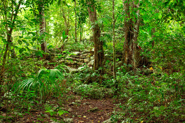 ruins of a stone structure in the dense shady tropical jungle of the Yucatan