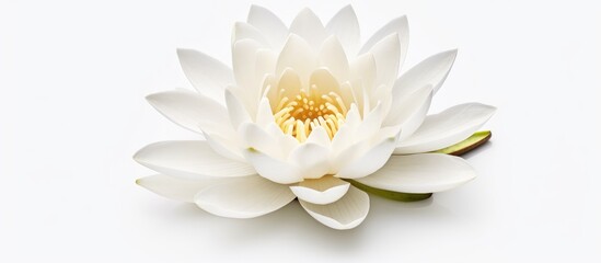 White lotus flower isolated on white background, - Powered by Adobe