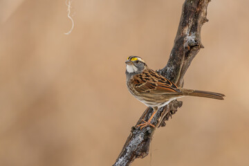 White-Throated Sparrow