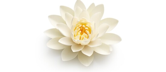 White lotus flower isolated on white background, - Powered by Adobe