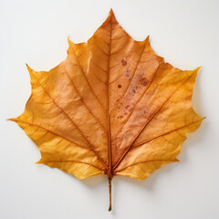a autumn leaf on the white background