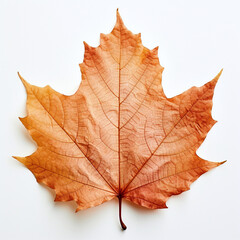 Obraz premium a autumn leaf on the white background