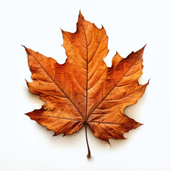 a autumn leaf on the white background