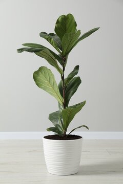 Fiddle Fig or Ficus Lyrata plant with green leaves in pot near white wall indoors