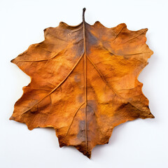 Fototapeta premium a autumn leaf on the white background
