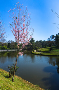 Ward's Lake aka Nan Polok in Shillong during autumn