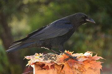 A crow at the garden feeder, Sainte-Apolline, Québec, Canada