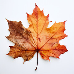 Obraz premium a autumn leaf on the white background