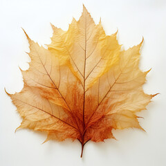 a autumn leaf on the white background