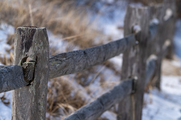 An old wooden fence for enclosing walking paths in a park, Barnegat Bay, Island Beach State Park, NJ