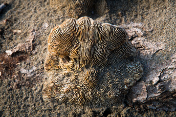 Dettaglio di un fungo lignicolo secco su un tronco di albero portato sulla spiaggia dalla mareggiata
