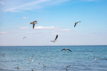 Seagulls circle over the sea