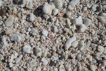 shells on the beach