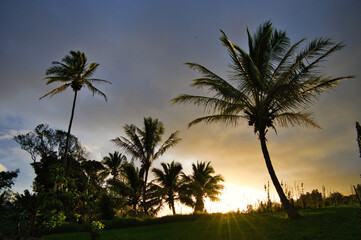 palm tree in the morning in hawaii