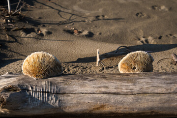 Dettaglio di due funghi lignicoli secchi su un tronco di albero portato sulla spiaggia dalla...