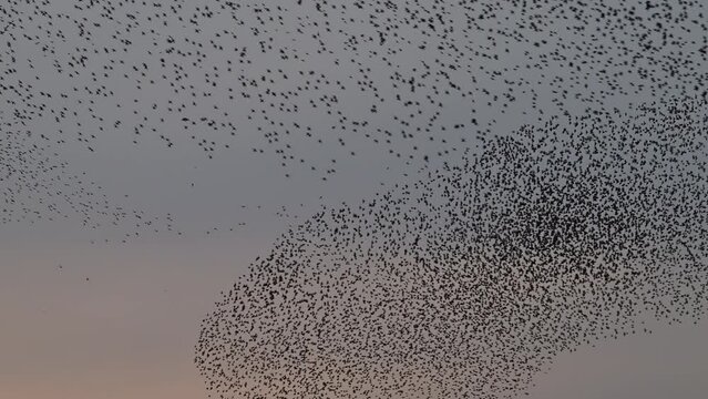 Starling birds murmuration in a clear sky during a calm sunset at the end of the day. A Eurasian sparrowhawk is flying through the groups of starlings (Sturnidae) in the sky.