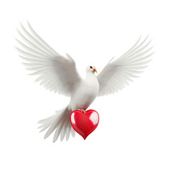 White dove holding a red heart isolated on transparent or white background - obrazy, fototapety, plakaty