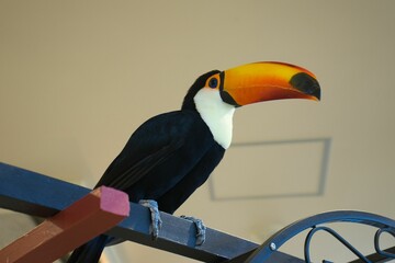 A toucan staring straight ahead