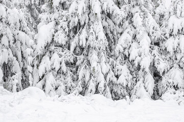 Beautiful winter background of spruce forest.