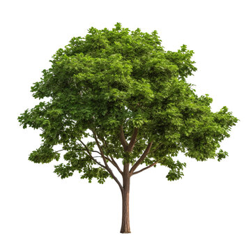 recommend clip art: Green tree clip art