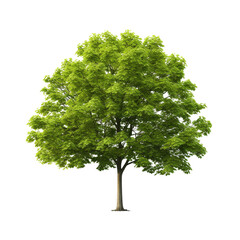 Green tree clip art