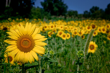 Sunflower field