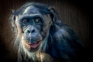 a bonobo monkey in the forest