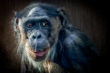 Foto auf Leinwand a bonobo monkey in the forest © Ralph Lear
