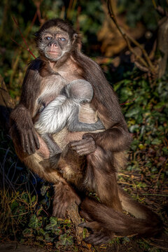 a spider monkey mother sitting in the forest holding a baby
