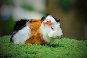 domestic guinea pig