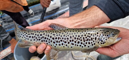 Sevan trout Salmo ischchan is an endemic fish species of Lake Sevan in Armenia, known as ishkhan in...