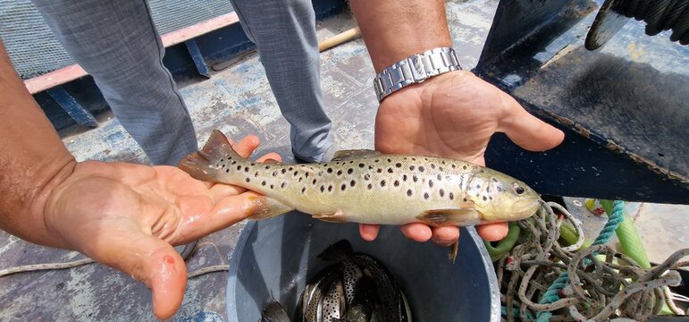 Sevan trout Salmo ischchan is an endemic fish species of Lake Sevan in Armenia, known as ishkhan in Armenian. It is a salmonid fish related to the brown trout.