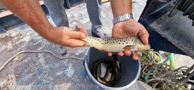 Sevan trout Salmo ischchan is an endemic fish species of Lake Sevan in Armenia, known as ishkhan in Armenian. It is a salmonid fish related to the brown trout.