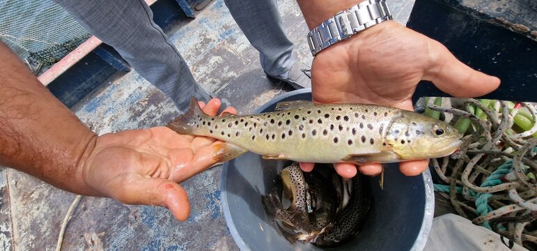 Sevan trout Salmo ischchan is an endemic fish species of Lake Sevan in Armenia, known as ishkhan in Armenian. It is a salmonid fish related to the brown trout.