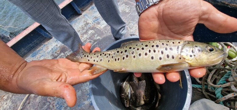 Sevan trout Salmo ischchan is an endemic fish species of Lake Sevan in Armenia, known as ishkhan in Armenian. It is a salmonid fish related to the brown trout.