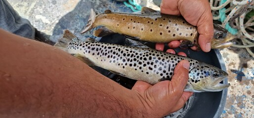 Sevan trout Salmo ischchan is an endemic fish species of Lake Sevan in Armenia, known as ishkhan in Armenian. It is a salmonid fish related to the brown trout.