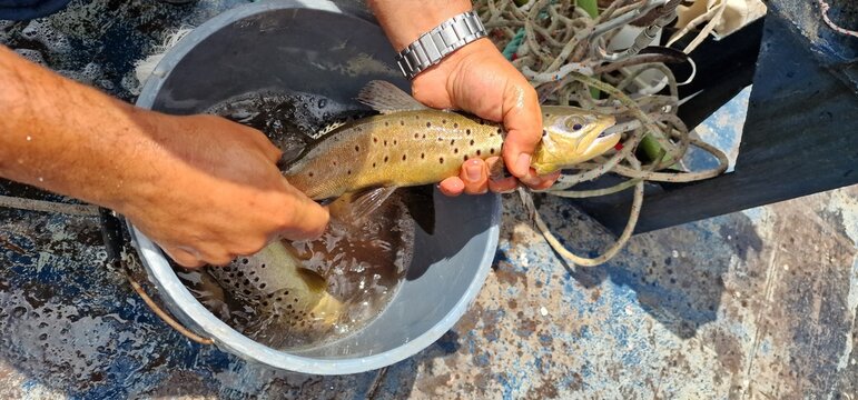 Sevan trout Salmo ischchan is an endemic fish species of Lake Sevan in Armenia, known as ishkhan in Armenian. It is a salmonid fish related to the brown trout.