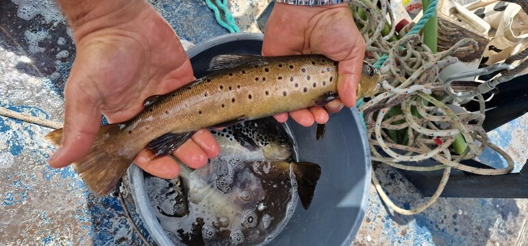 Sevan trout Salmo ischchan is an endemic fish species of Lake Sevan in Armenia, known as ishkhan in Armenian. It is a salmonid fish related to the brown trout.