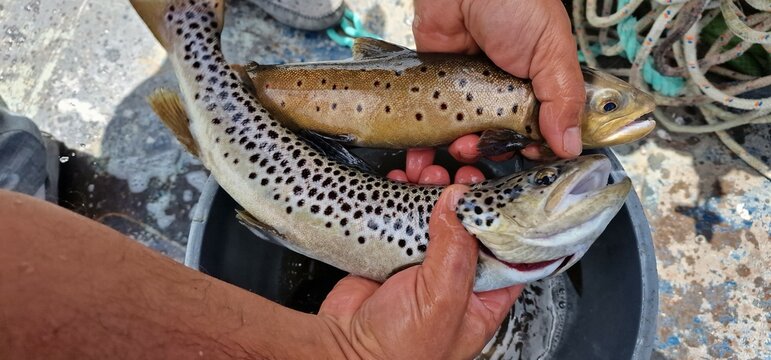 Sevan trout Salmo ischchan is an endemic fish species of Lake Sevan in Armenia, known as ishkhan in Armenian. It is a salmonid fish related to the brown trout.