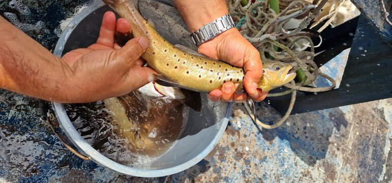 Sevan trout Salmo ischchan is an endemic fish species of Lake Sevan in Armenia, known as ishkhan in Armenian. It is a salmonid fish related to the brown trout.
