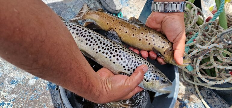 Sevan trout Salmo ischchan is an endemic fish species of Lake Sevan in Armenia, known as ishkhan in Armenian. It is a salmonid fish related to the brown trout.