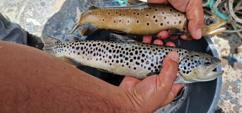 Sevan trout Salmo ischchan is an endemic fish species of Lake Sevan in Armenia, known as ishkhan in Armenian. It is a salmonid fish related to the brown trout.